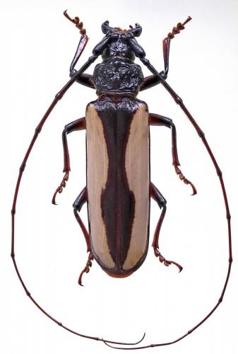 Réf. 248 061 : Macrambyx suturalis